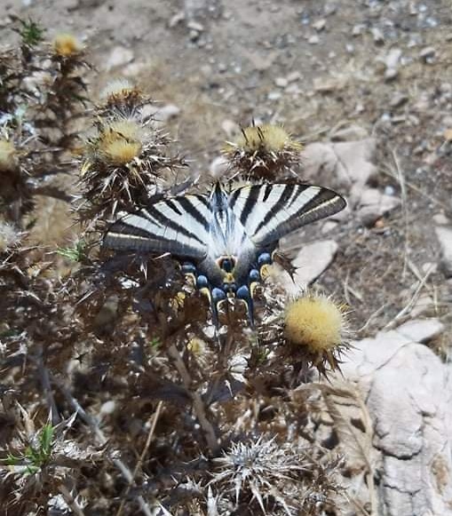 Hiszpaski motyl, pa eglarz.