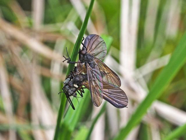 Grabierka (Rhamphomyia sp.)