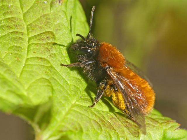 Pszczolinka ruda (Andrena fulva)