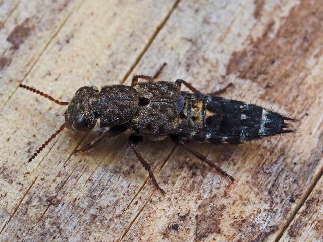 Szaro Ontholestes haroldi