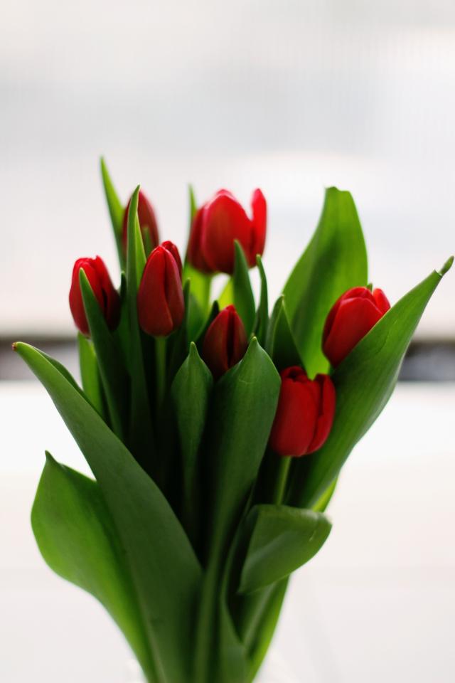 Tulipa