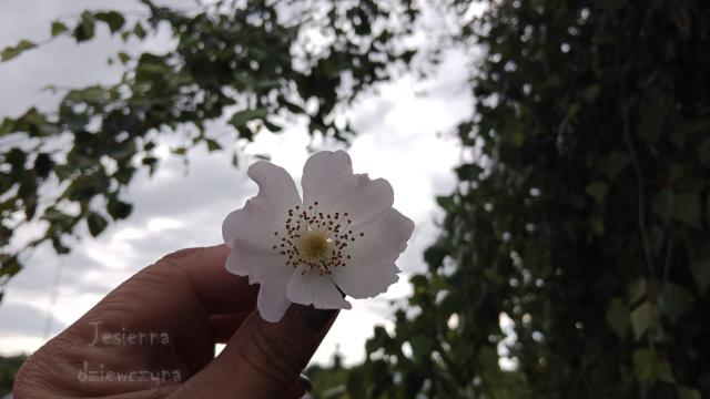Wiosennie
