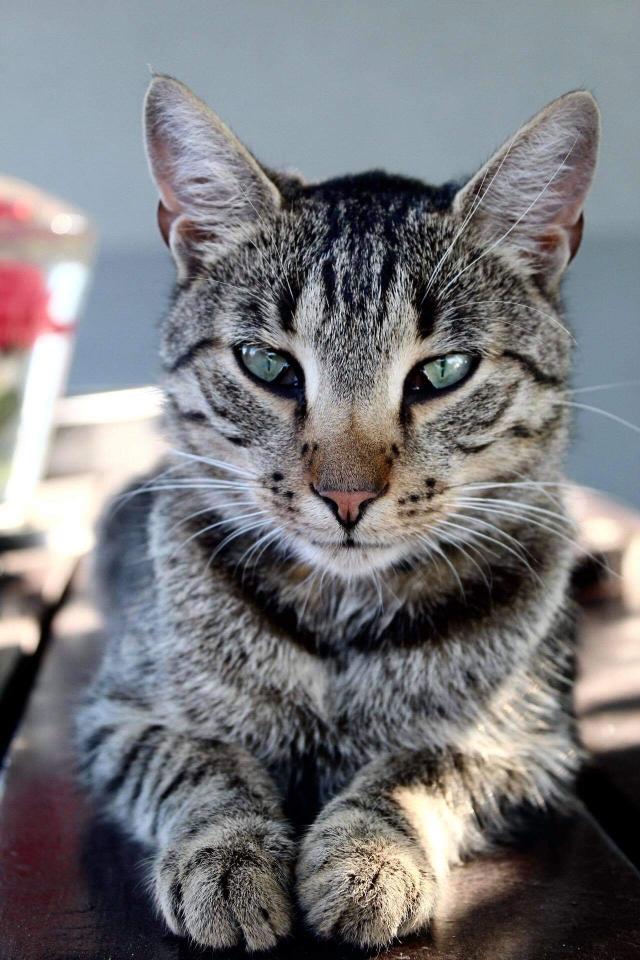 Just my cat 