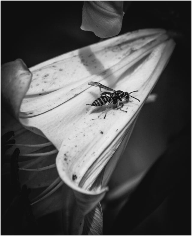 Osa w B&W