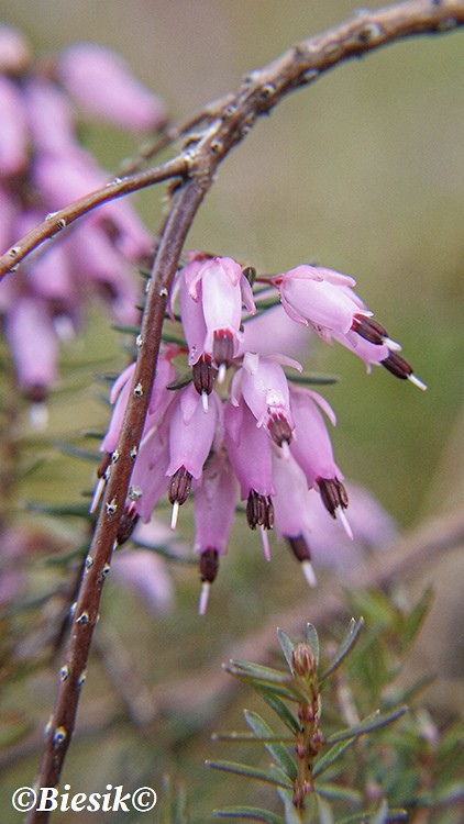 Wrzosiec