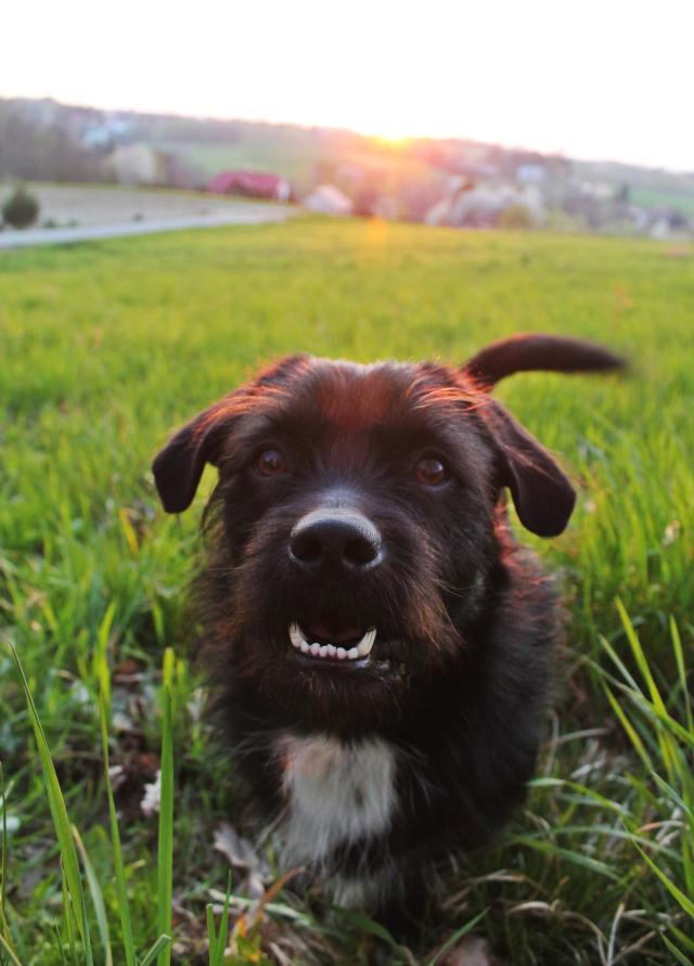 Czoko 