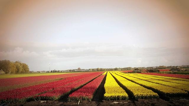 Niderlandy