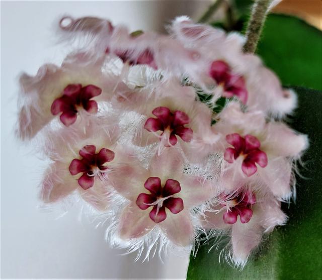 Hoya caudata Sumatra.