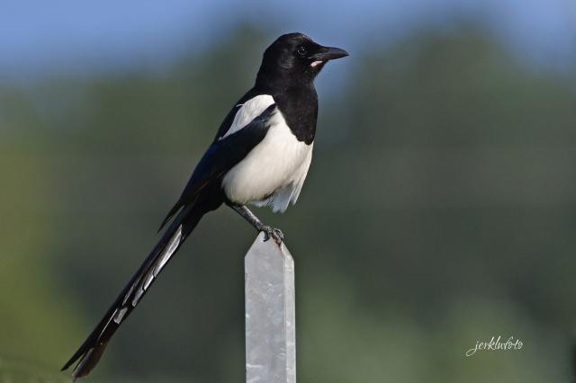 Sroka (Euroasian Magpie)