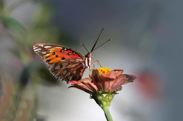 Gulf Fritilly-jesiennie-:)
