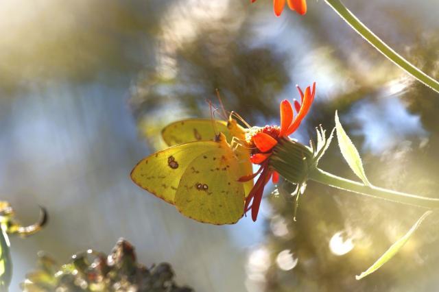 Listopadowe motyle