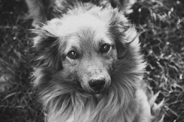 Majki