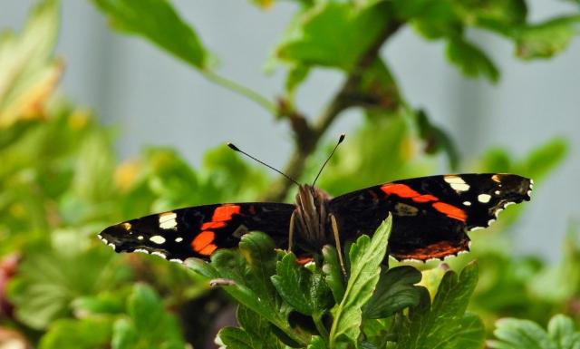 Natura