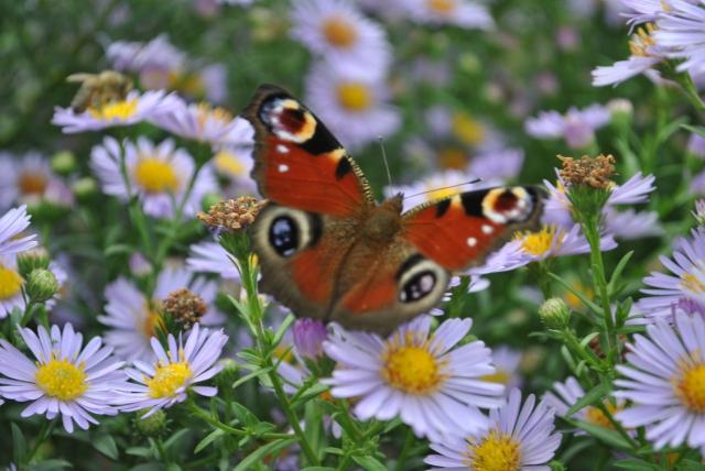 motyl 2