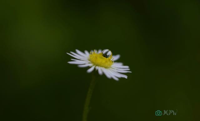 Dla odmiany ...makro 