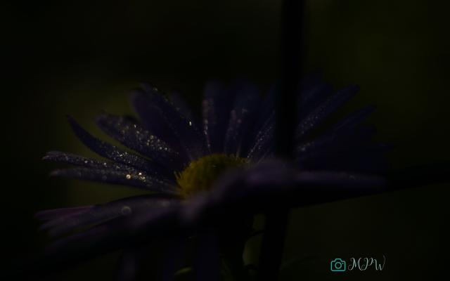 Makro