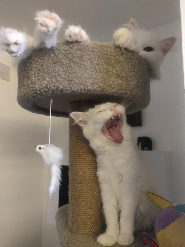 Aha