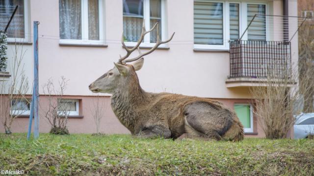 Jelonek odpoczywa.