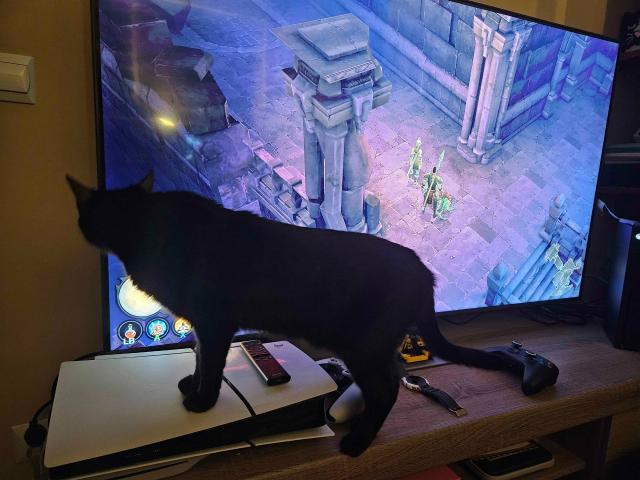 Gamer Cat