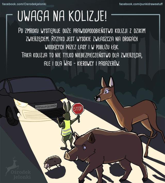 Kolizje drogowe ze zwierztami