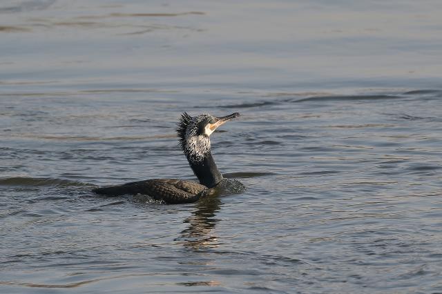 Kormoran