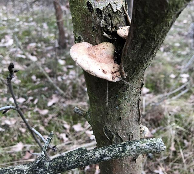Biaoporek brzozowy