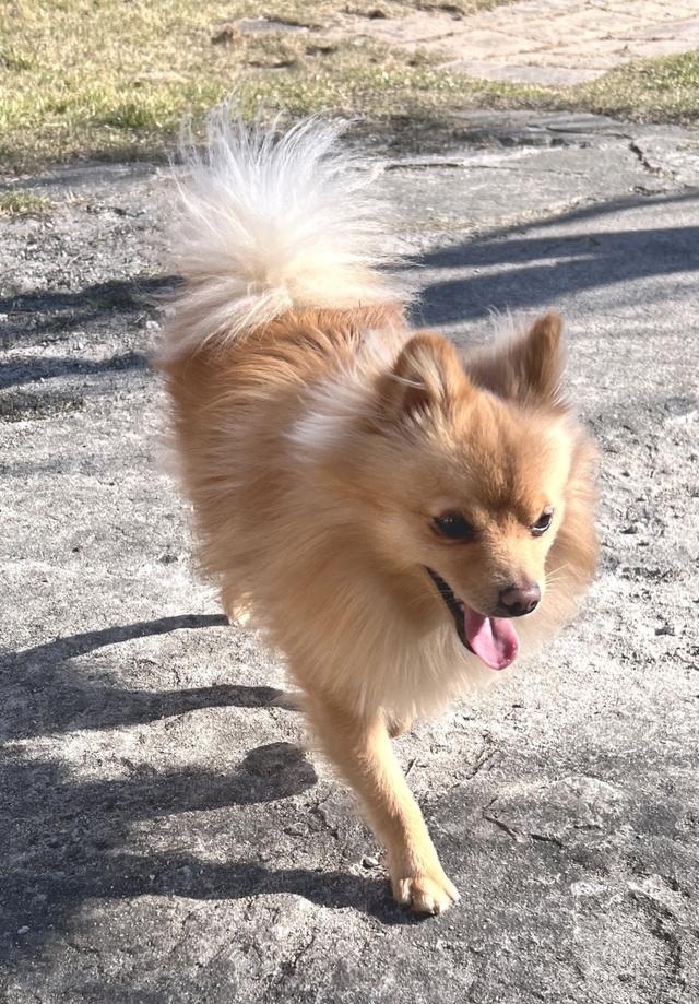 Princek ! 