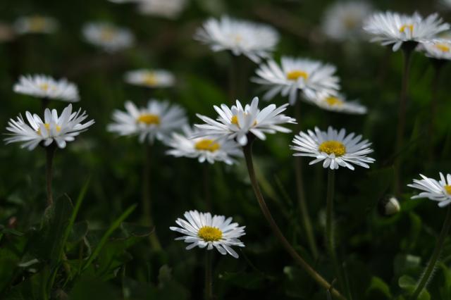 Daisy