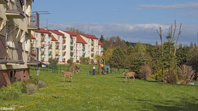 anie na osiedlu.