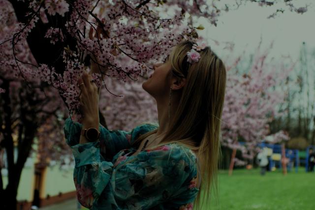 Cherry blossom