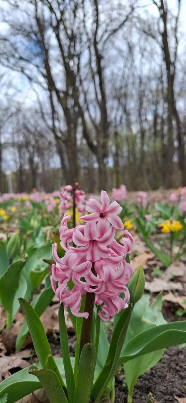 Spring