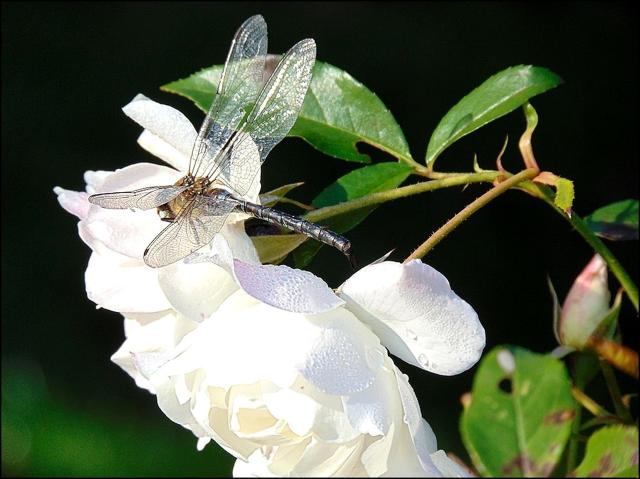 Waka