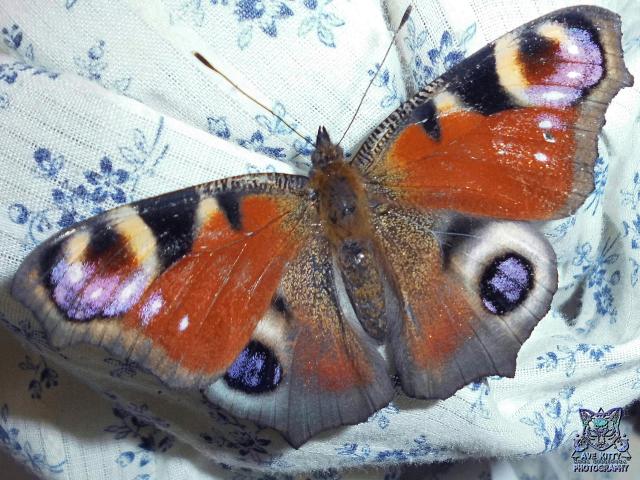 MOTYL *RUSAKA PAWIK*