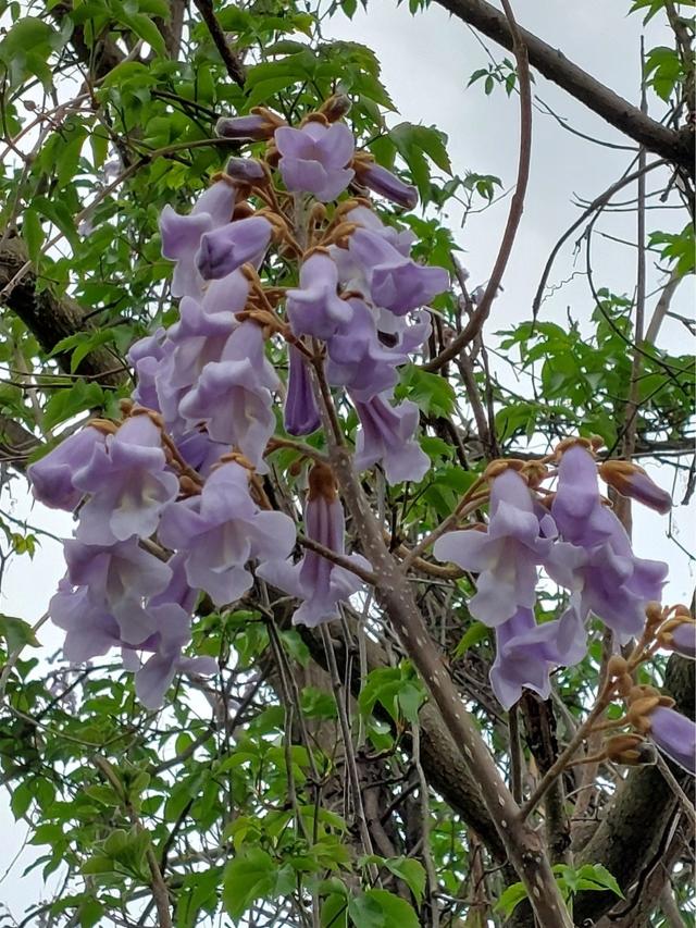 Paulownia.