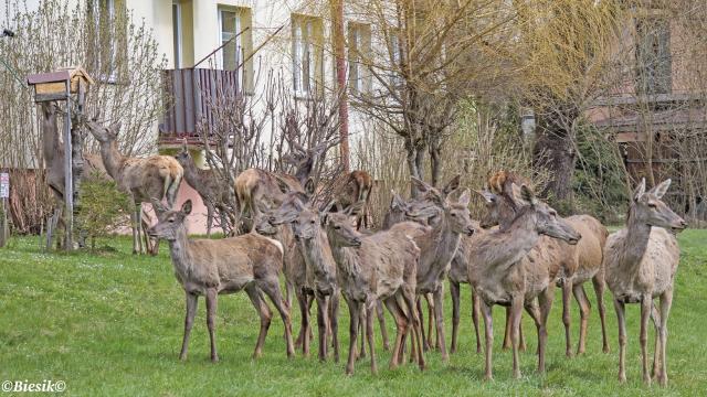 Modelki i niechcce pozowa.