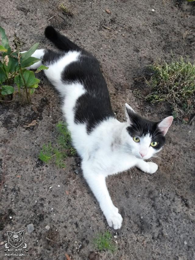 PODWRKOWA KOCIA MODELKA