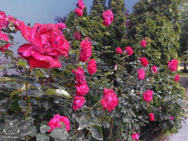 AMARANT Rӯ / BKIT NIEBA
